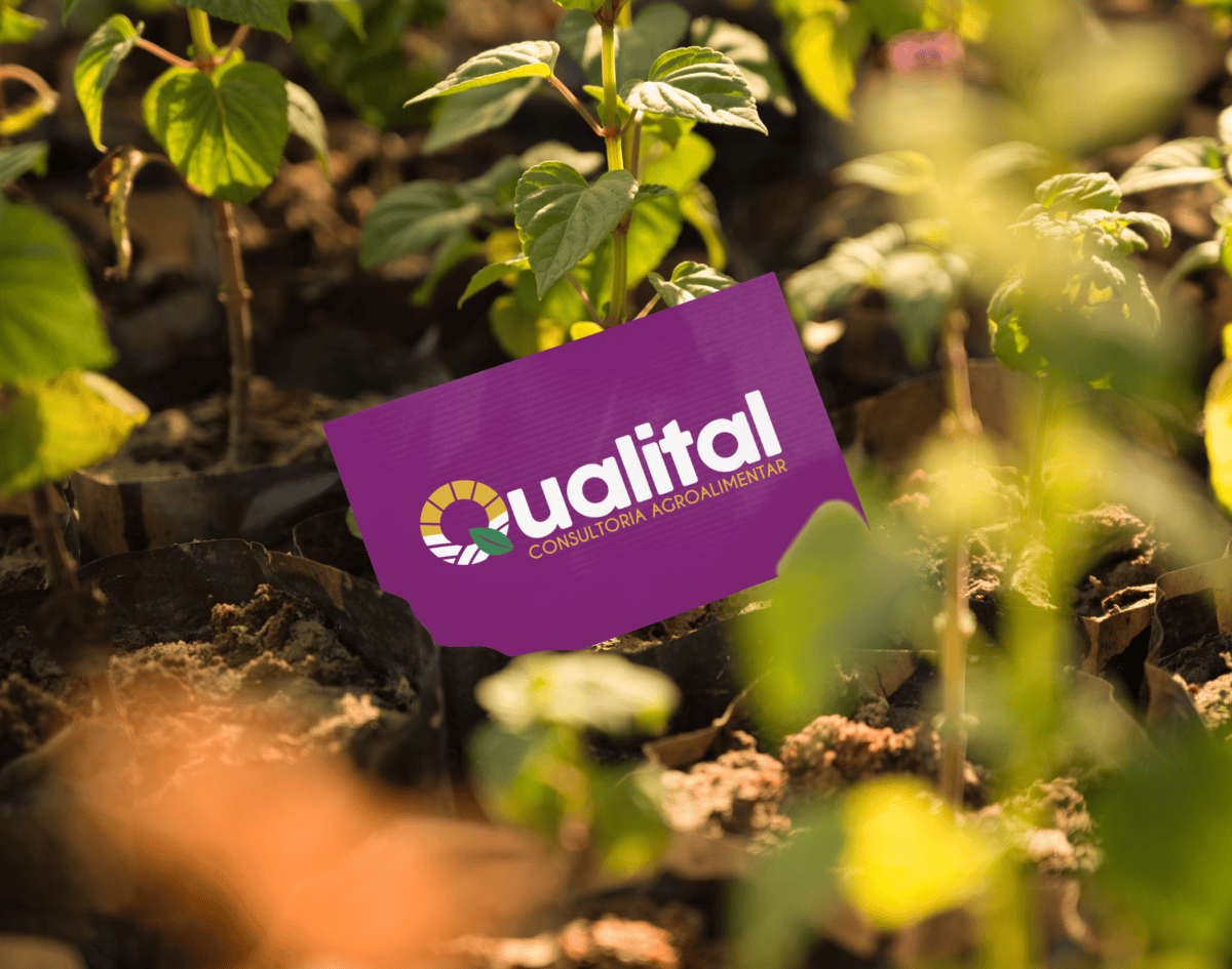 Branding e website da Qualital, consultoria agroalimentar